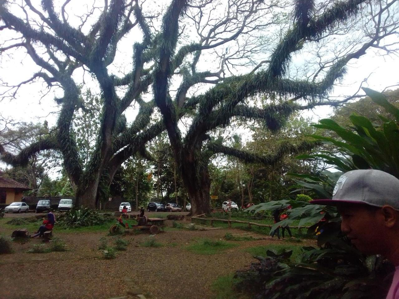Javalindra Homestay Tour And Travel Banyuwangi  Dış mekan fotoğraf